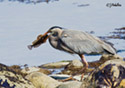 Ardea herodias